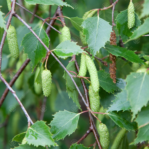 Betula pendula silver - |, birch