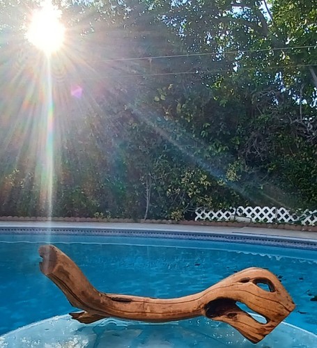 Large driftwood manzanita - large,