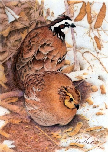 Bobwhite quail premium poster - bobwhite,