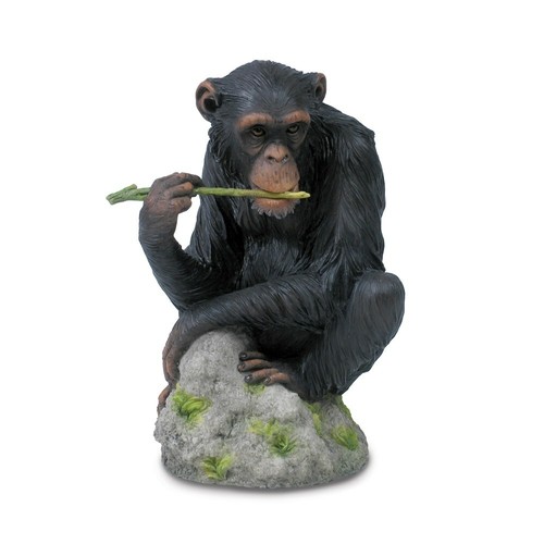 Chimpanzee chewing branch - chewing,