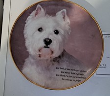 Westie eyes of love Danbury
