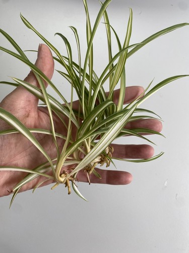 Baby spider plants - 5, x