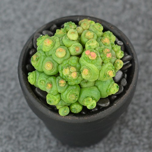 6cm succulent cactus plant - 6cm,