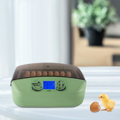 Eggs incubator temperature - eggs,