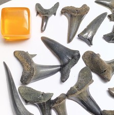 55  Medium to Large Fossil