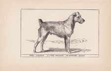 1900 IRISH TERRIER DOG Print -