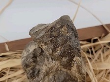 Permineralized Egg Fossil