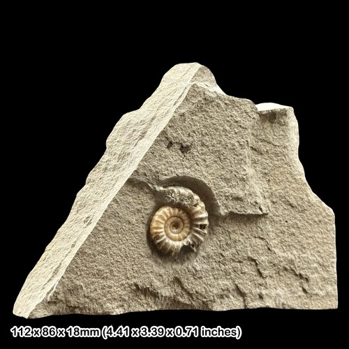 Promicroceras calcite ammonite - promicroceras,