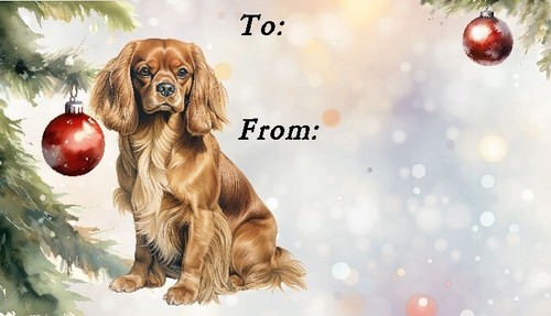 Cavalier king charles - king, spaniel