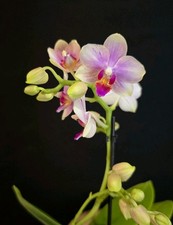 Mini Phalaenopsis Pin Blush. 1