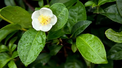 Camellia sinensis plant - camellia,