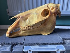 Real Horse Skull Taxidermy