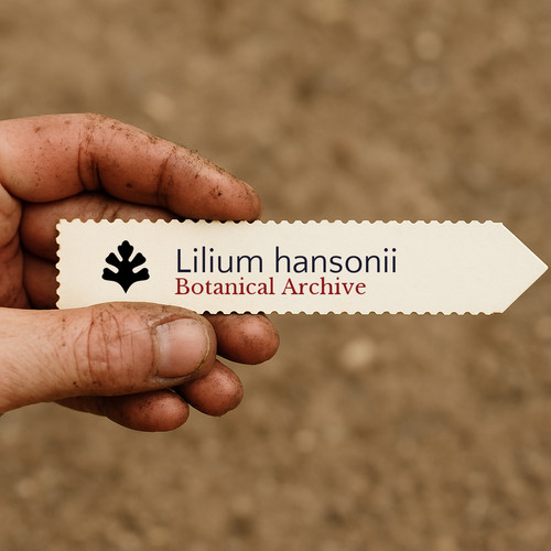 Lilium hansonii hanson s - hansonii, |