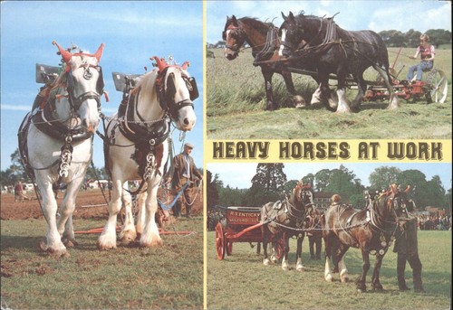 Heavy horses work draft - heavy,