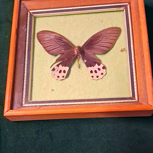 Mounted butterfly taxidermy - butterfly,