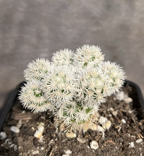 Mammillaria vetula gracilis - vetula,