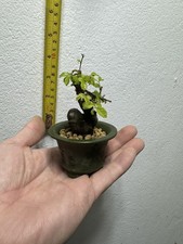 Mini  Chinese Elm Bonsai