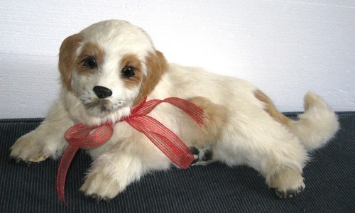 Custom shetland sheltie - shetland,