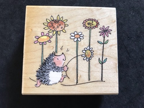 Hedgehog flowers sunshine - flowers,