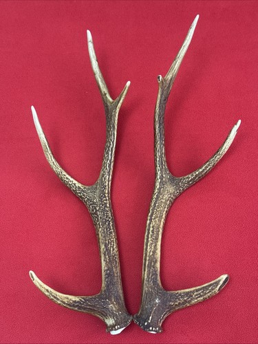 Pair sika deer antlers - pair, of