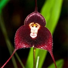 10 seeds of ORCHID IN THE