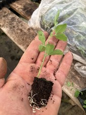 Sweet Peas , Royal Family Mix
