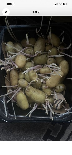 Baby potato seeds ready - baby,