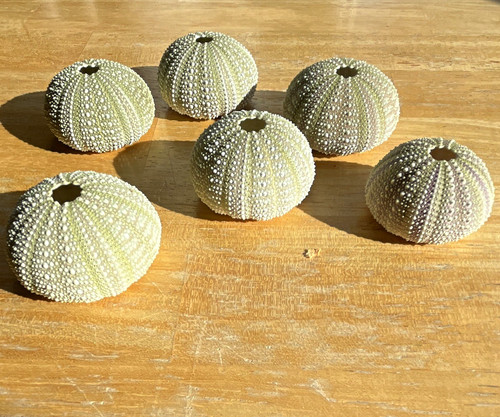 Set natural sea urchin - set,
