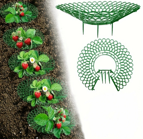 Greenhouse strawberry growing - strawberry,