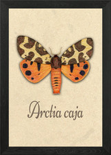 Garden tiger moth - , framed