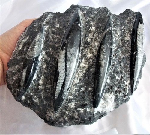 Fossil orthoceras mollusc - fossil,