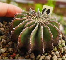 Rare Cacti SucculentLiving