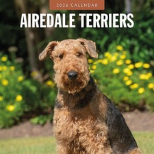 Airedale Terriers 2026 Square