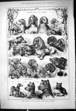 Old 1878 Prize Winners Frankfort International Dog Show Sporting Fren Victorian