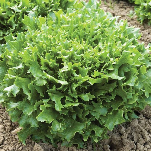 Lettuce seeds half hardy - seeds, half-hardy