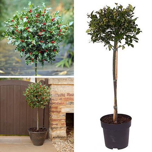 Standard holly trees large - standard,