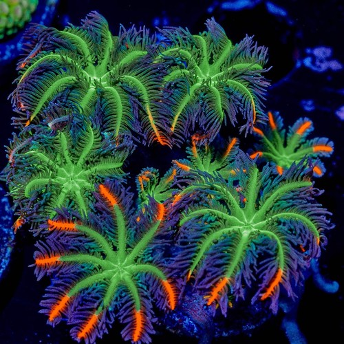 Arc firework clove - arc,