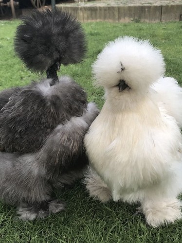Frizzle show girl silkie - frizzle,