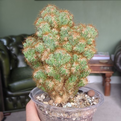 Rare cereus peruvianus live - cereus,