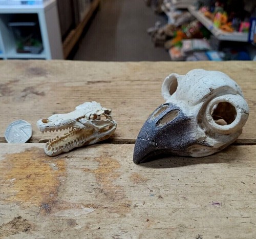 Fish tank skull - skull, ornaments
