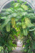 Chamaedorea costaricana -