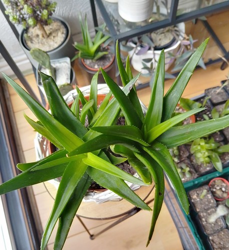 Established hardy aloe vera - established, &