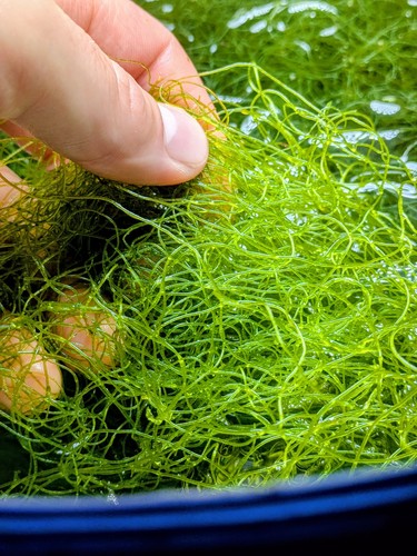 Chaetomorpha refugium algae - refugium,