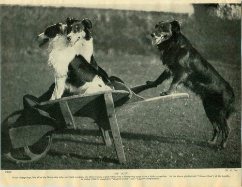 1930 book plate - dog, print
