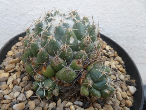 Corypantha maiz tablasensis - corypantha, maiz-tablasensis