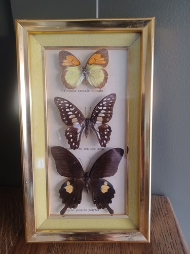 Butterflies taxidermy - butterflies,