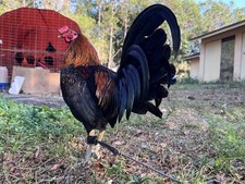 10 Plus Hatching Eggs