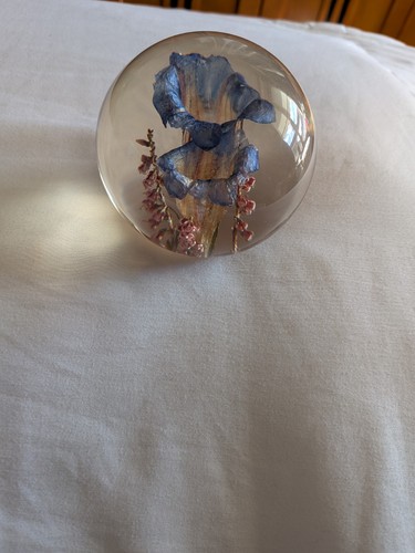 Hippocampus embedments - hippocampus,