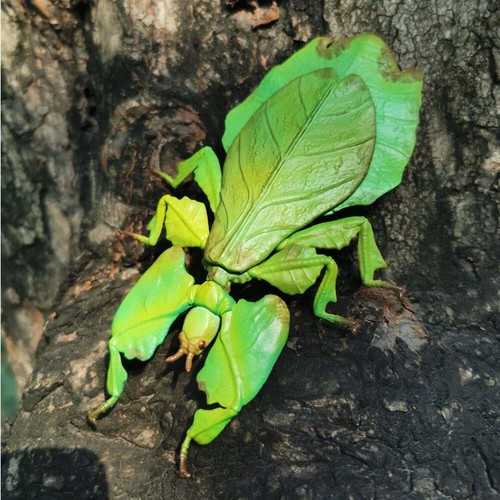 Japan giant malaysian leaf - giant,