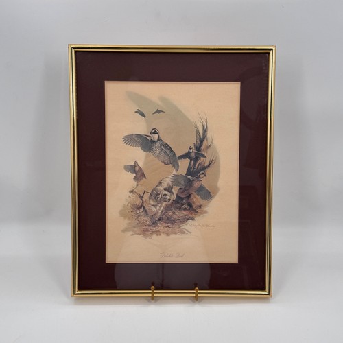 Vintage bobwhite quail print - vintage,